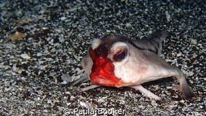 Red Lipped Batfish - Isabella Island, Galapagos Feb. 2014 by Paula Booker 